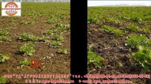 Борона мотыга по Рапсу и Пшенице