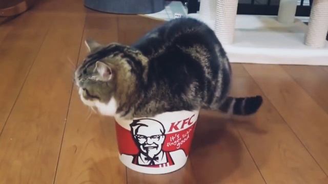 ПОЧЕМУ КОШКИ ТАК ЛЮБЯТ КОРОБКИ WHY CATS LIKE BOXES смотреть онлайн