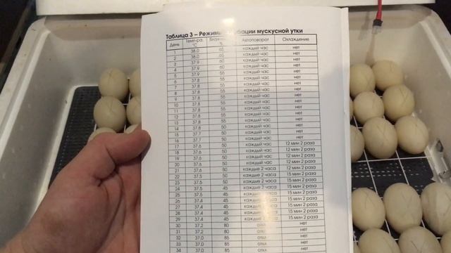 Режим Инкубации Яиц Мускусной Утки или Индоутки. смотреть онлайн