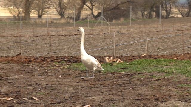 дефиле перед полетом, сырая земля после дождя, питомник роз полины козловой rozarium.biz смотреть онлайн