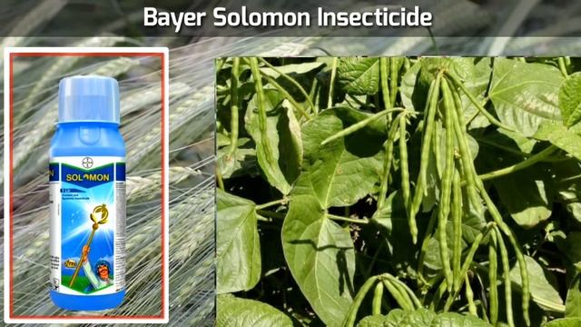 Bayer Solomon insecticide | #009 Shivkumar | Beta-Cyfluthrin 8.49% + Imidacloprid 19.81%, सोलोमन смотреть онлайн