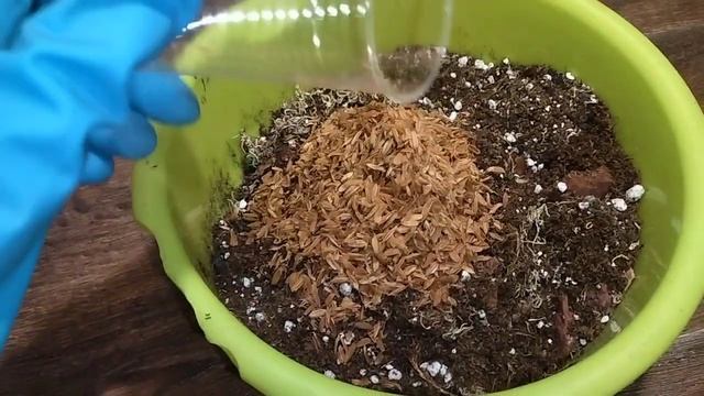 Состав грунта для аглаонем. смотреть онлайн