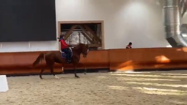 Наш выпускник 2016 года со своей хозяйкой смотреть онлайн