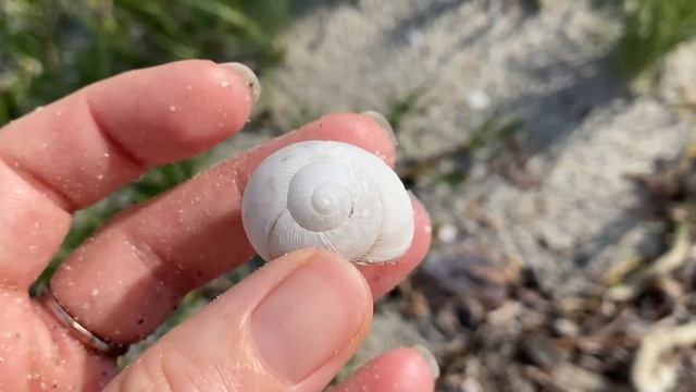 Sanibel Island. Walking to Lighthouse Beach before it opened to see the Sanibel Lighthouse. смотреть онлайн