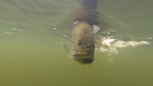 Dale Wimbrow Park Kayak Launch смотреть онлайн