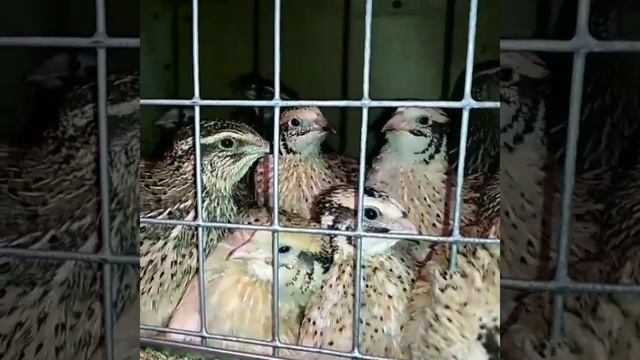 Мои девочки, маньчжурские перепела смотреть онлайн