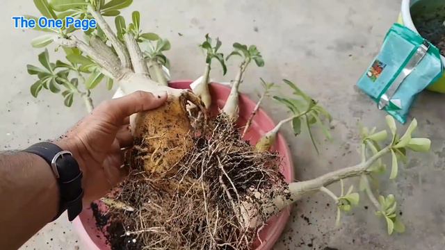How to save Adenium plant in Rainy season, Best soil mixture for Adenium plant in Rainy season смотреть онлайн