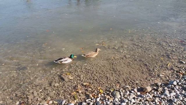 Небольшая прогулка по Английскому парку в Мюнхене смотреть онлайн