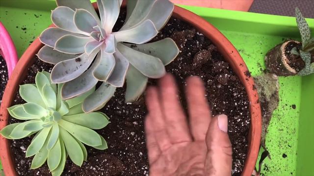Succulent vlog and planting some succulents смотреть онлайн