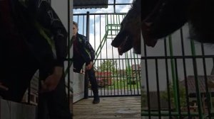 Щенки немецкой овчарки 1 месяц