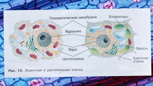 Биология 5-6 класс (Пасечник) аудио параграф 8 «Строение клетки» смотреть онлайн