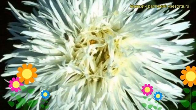 Нивяник наибольший Аглая. Краткий обзор, описание характеристик leucanthemum superbum Aglaia смотреть онлайн