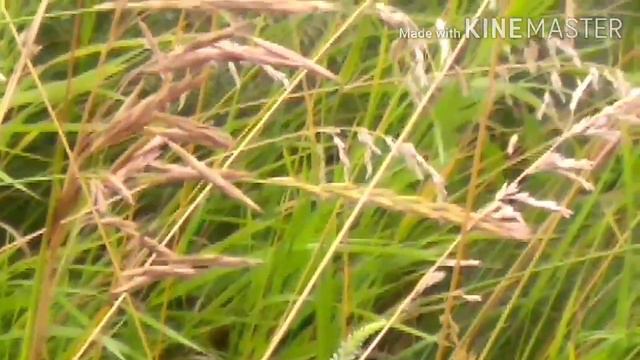 Весёлая речка. Хопер. Беково. смотреть онлайн