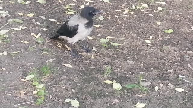 Смешной вороненок охотится на голубей и одуванчик \ Funny baby crow hunts pigeons and dandelion смотреть онлайн