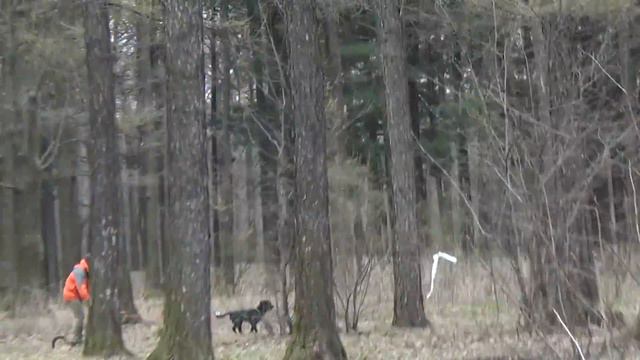 ВЛОГ ИЗ ЛЕСА ХАТИКО ЖДЕТ СЕРИАЛ 180 ПОДПИСОНОВ