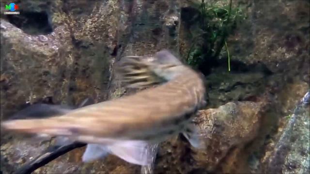 33 минуты релакса в подводном мире или видео для расслабления. Мальковский Вадим смотреть онлайн