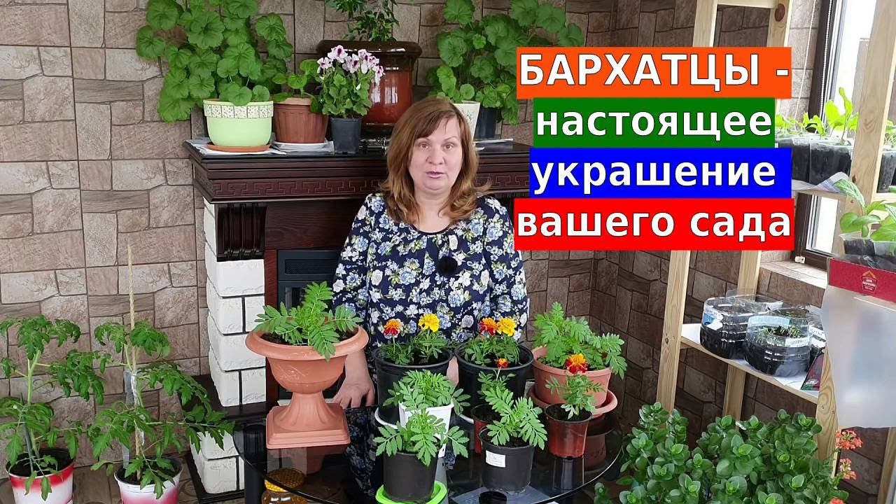 Бархатцы будут пышными. Яркое украшение для вашего сада смотреть онлайн