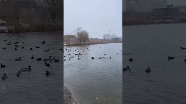 Зима в Ростове-на-Дону, звуки природы#ростовнадону #зима#winter #утки #родники #природа смотреть онлайн