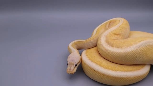 How to spot a Ball Python Het Clown - key markers to watch for! смотреть онлайн