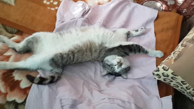 Кот прикольно кайфует)))))) котик спит смотреть онлайн