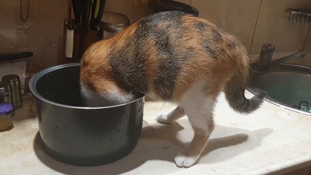 Кисюня вместо посудомоечной машины смотреть онлайн