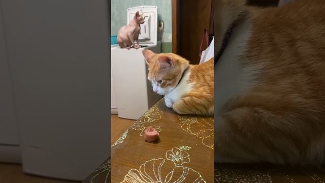 Кот Коржик понимает человеческую речь!!! Он понимает русский язык!! Супер рыжий умный кот смотреть онлайн