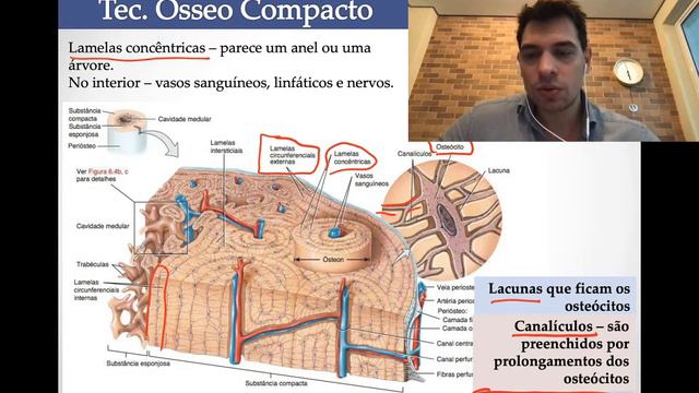 Aula 07 - Sistema Esquelético - OSSO ESPONJOSO E OSSO COMPACTO - #Anatomiahumana смотреть онлайн