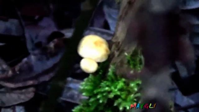 Грибы в декабре. Зимние опята нашли на озере. смотреть онлайн