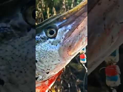 Короткие видео