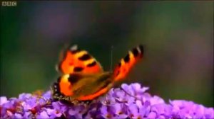 Полет бабочек