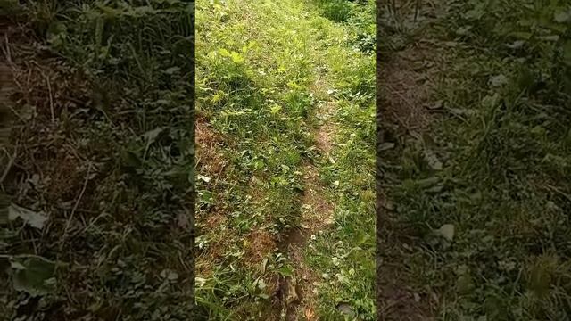 Прогулка по деревне. Сенницы 2. Родник. смотреть онлайн