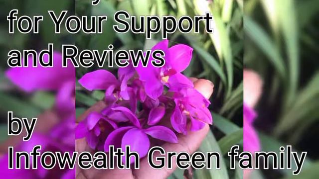 Thanks for all for association with Infowealth family 👍. Stay with us for more plant varieties. смотреть онлайн