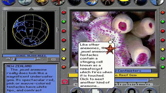 Jewel Anemone Undersea Adventure смотреть онлайн