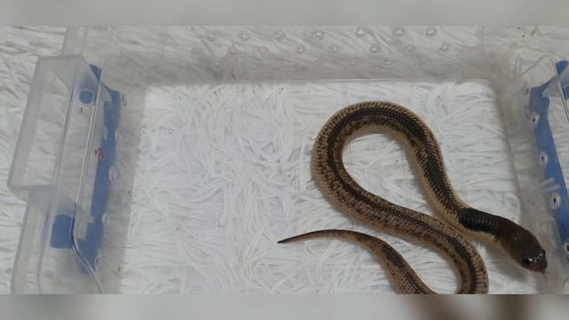 ДОМАШНЯЯ КОБРА САМЫЙ НЕОБЫЧНЫЙ ПИТОМЕЦ смотреть онлайн