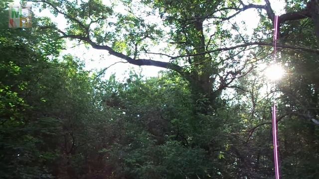 Голоса птиц в рощице на берегу Волги 3 смотреть онлайн