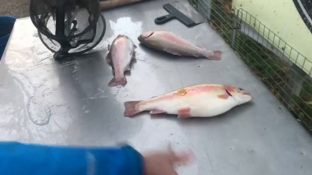 28.10.2018 форелевый улов верхний безлимитный пруд смотреть онлайн