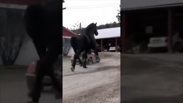 Лошади Богатыри; Мощь, Сила, Красота, Самые мощные и красивые лошади в мире; Голоса и звуки животны смотреть онлайн