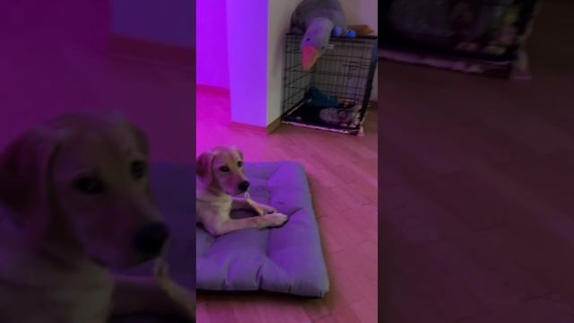 Обожает лежать рядом, когда я играю смотреть онлайн