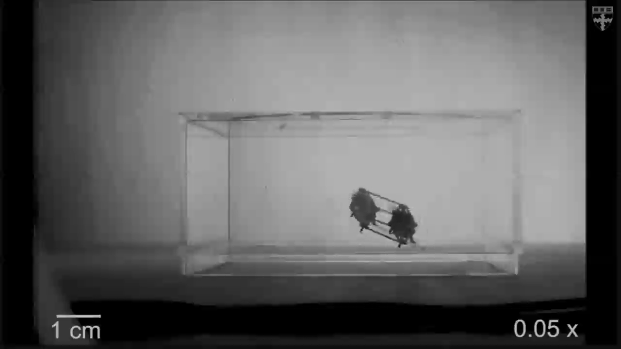Роботы-пчелы RoboBee с мягкими мышцами смотреть онлайн