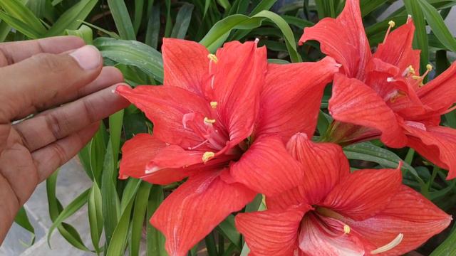 Amaryllis - Dark Master | Hippeastrum смотреть онлайн