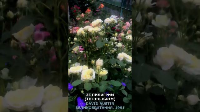 Роза Зе Пилигрим в моем саду 26.06.21 (Austin, UK, 2007). The Piligrim Rose in my garden #shorts, смотреть онлайн