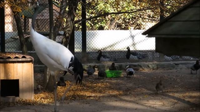 Чёрные лебеди, журавли, утки, гуси 22.09.2020 смотреть онлайн