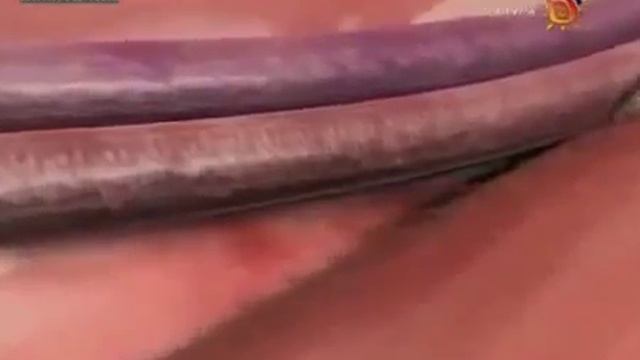 Строение Печени человека смотреть онлайн