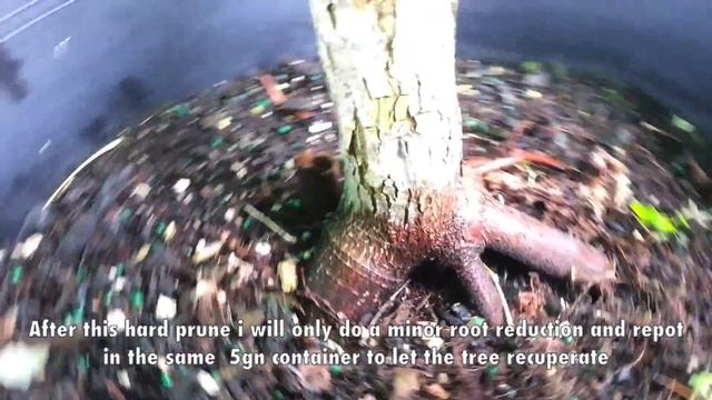 Acer pal "Bloodgood" maple смотреть онлайн