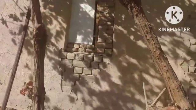 Обрезка винограда осенью. Нукусте 10 жыллык жузимлерди кыйыу усылы смотреть онлайн