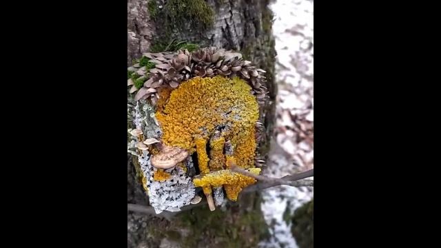 Эльфы существуют!