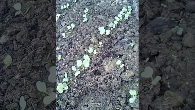 Избавляемся от муравьёв. смотреть онлайн