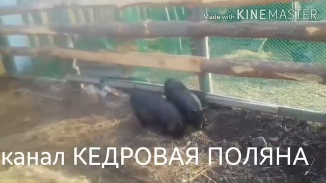 Новости в хозяйстве.Обезрожили козочку, поросята подросли,сколько молока на 10 день после окота. смотреть онлайн