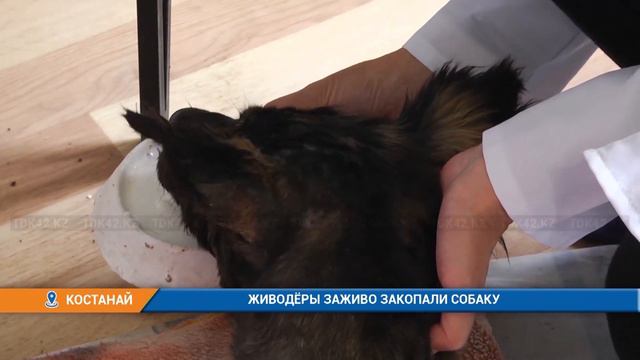 ЖИВОДЁРЫ ЗАЖИВО ЗАКОПАЛИ СОБАКУ смотреть онлайн