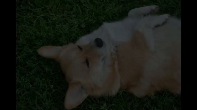 Собака-барабака??? смотреть онлайн